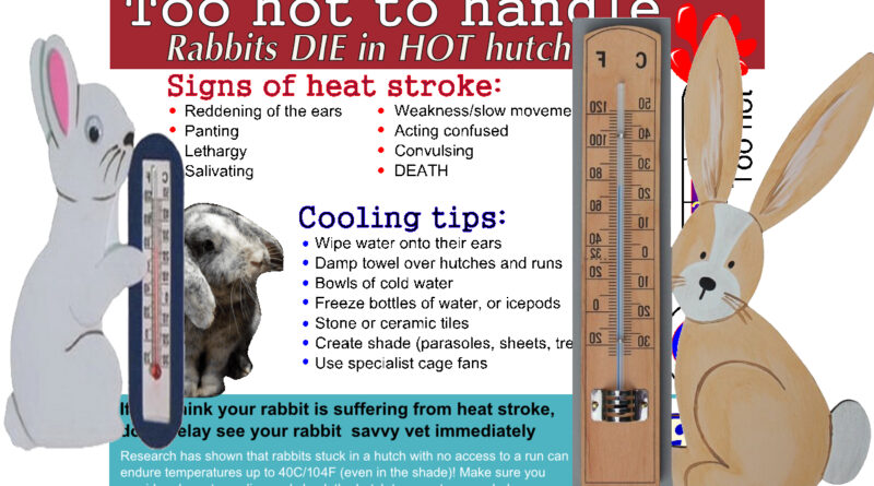 Ideal Temperature Range for Keeping Rex Rabbits Comfortable