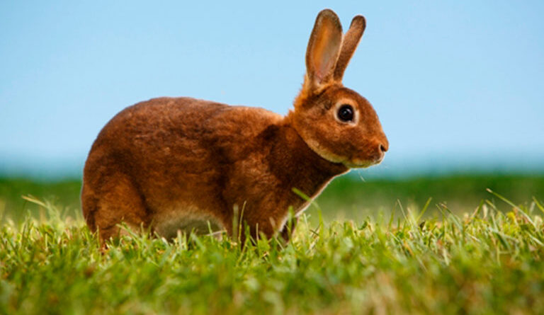 Tips for Maintaining a Rex Rabbit’s Soft Coat at Home