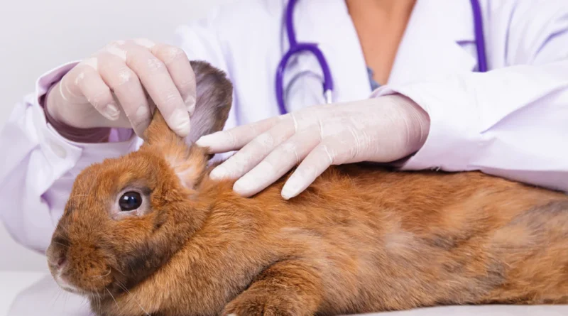 Regular Vet Check-Up Routines Recommended for Rex Rabbits