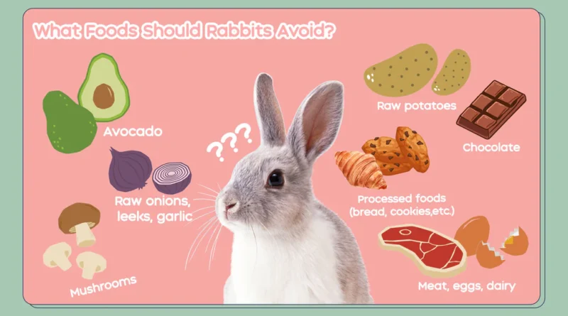 What Fresh Vegetables Are Safe for Rex Rabbits to Eat