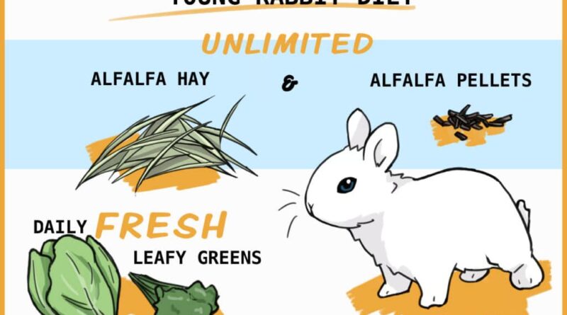 How to Introduce New Foods to a Rex Rabbit’s Diet Safely