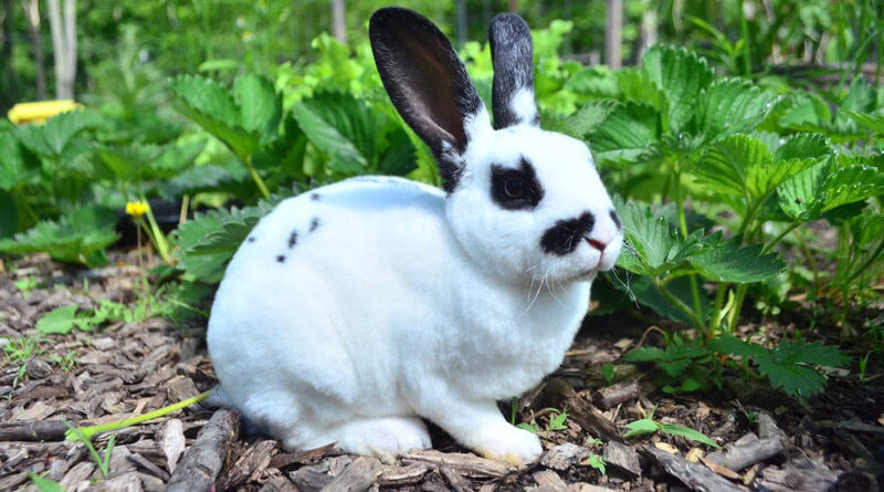 How to Care for a Rex Rabbit as a First-Time Pet Owner