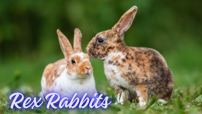 Differences Between Mini Rex and Standard Rex Rabbits