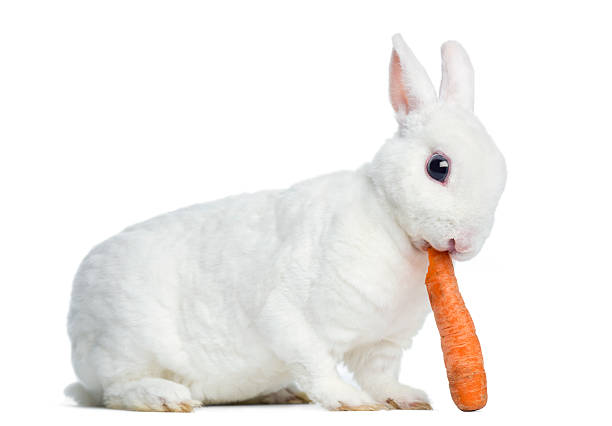 Rex Rabbit Breed Color Varieties and Coat Patterns