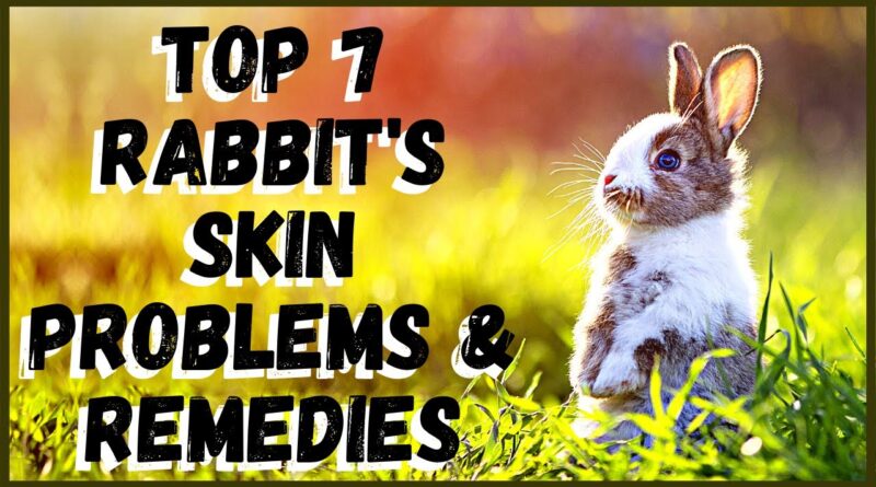 Symptoms of Skin Conditions Common to the Rex Rabbit Breed