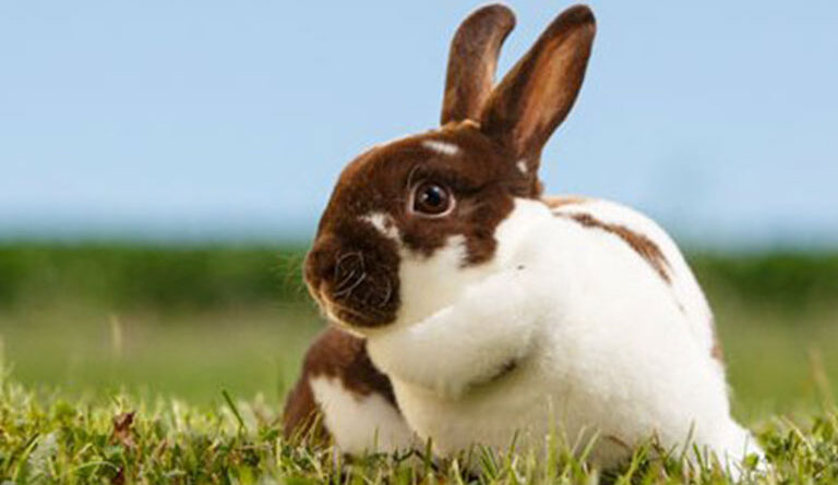 Daily Rex Rabbit Grooming Routine for Healthy Fur