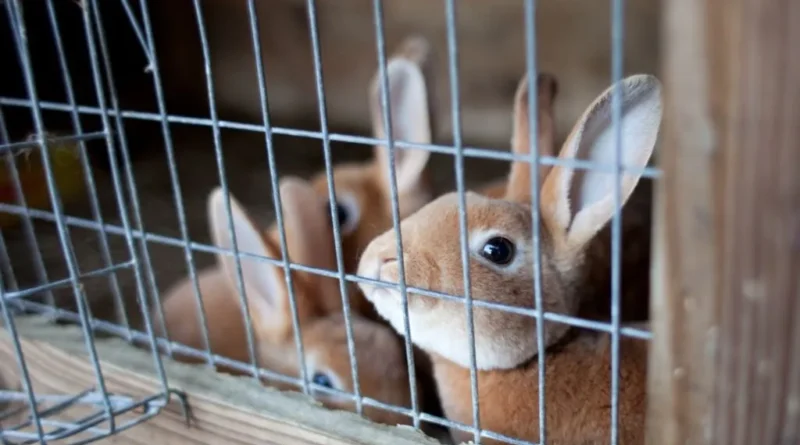 Creating the Perfect Indoor Habitat for a Rex Rabbit